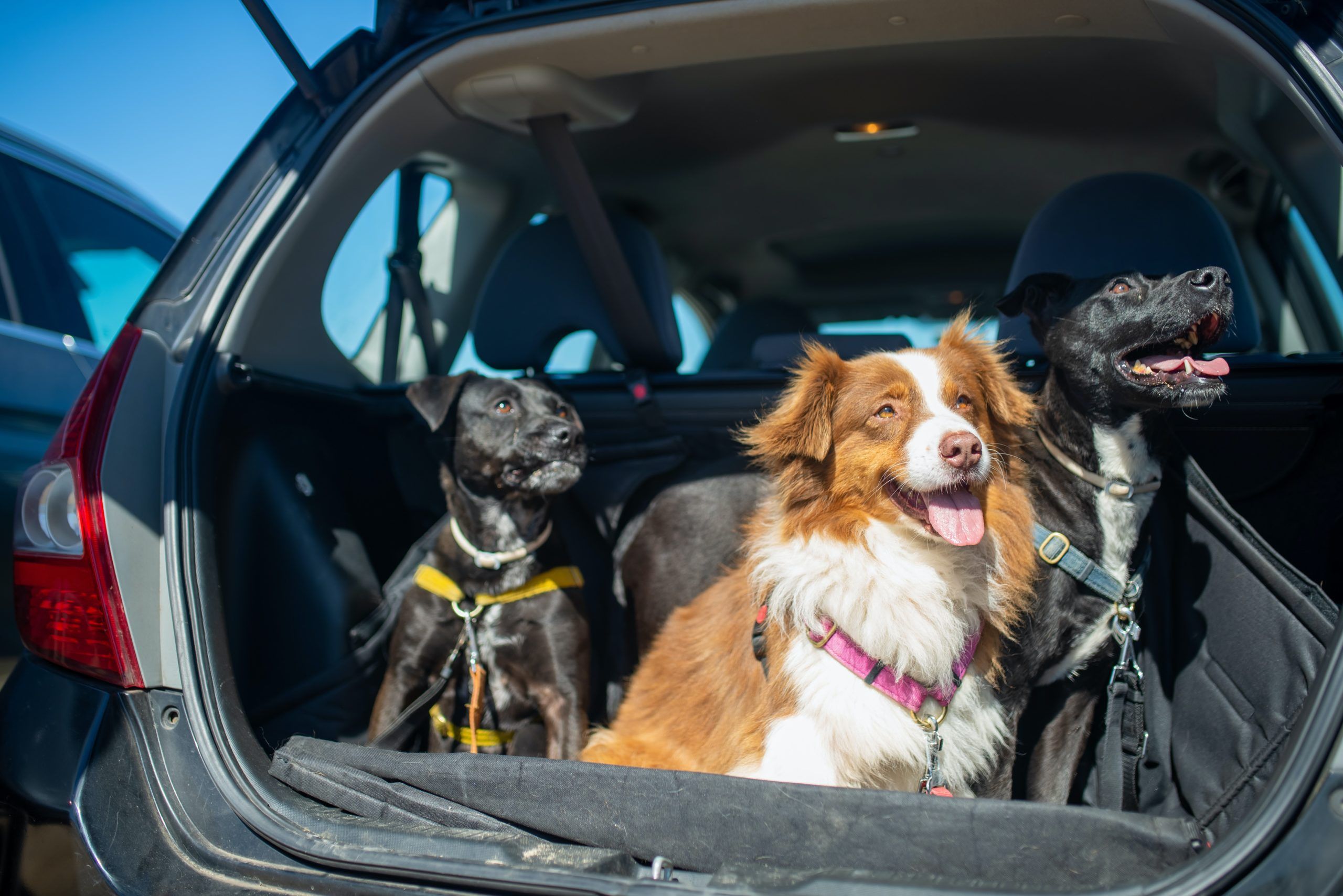 Perros sujetos con arnés para viajar en coche