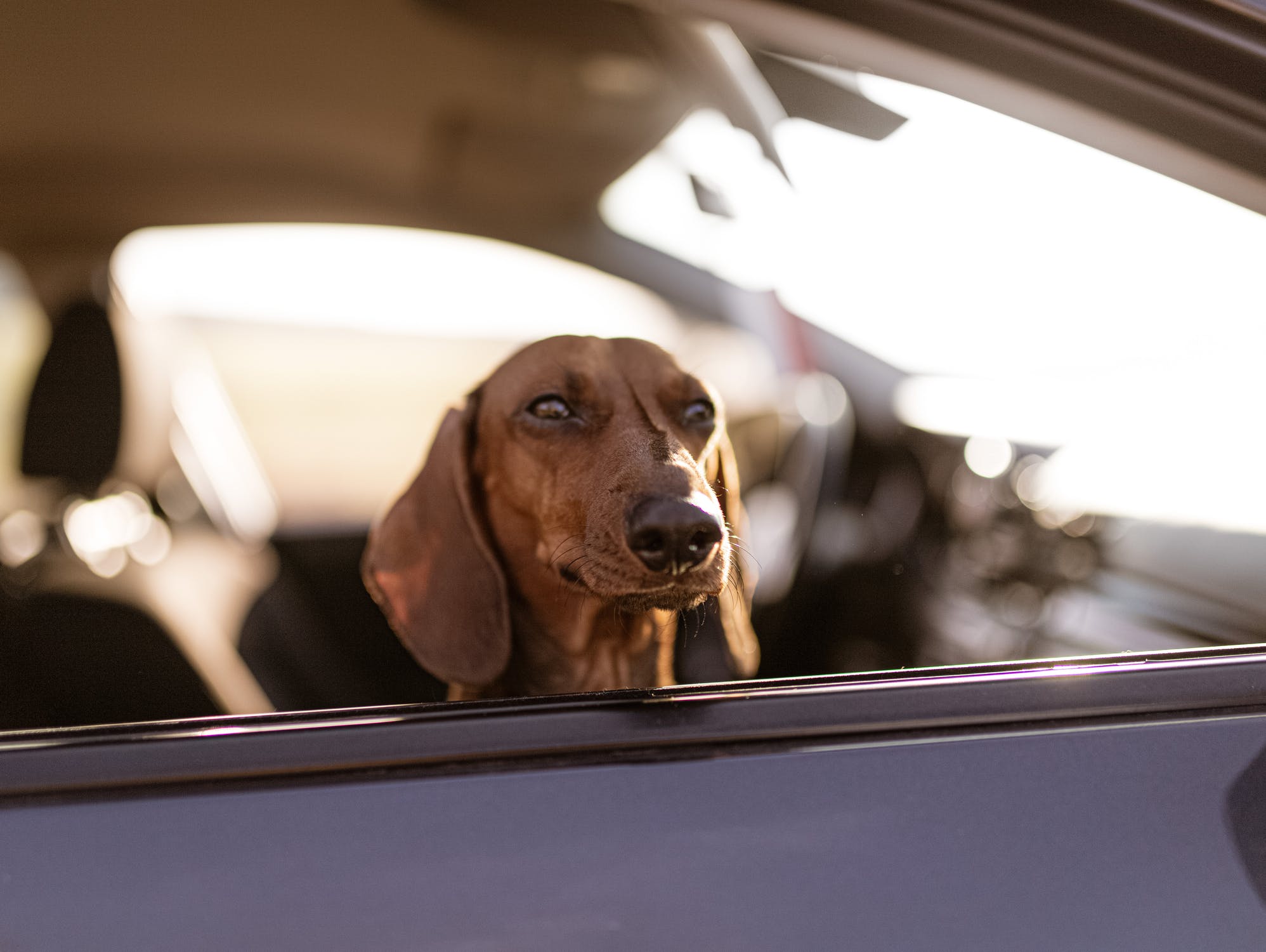 pet traveling by car